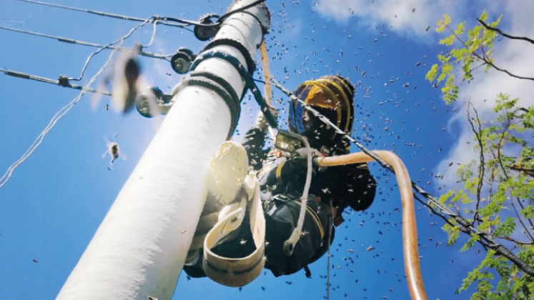 La proliferación de abejas se da principal en postes de electricidad.