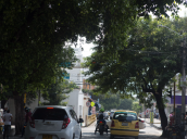 Sin visibilidad se encuentran los semáforos en Cúcuta por falta de poda de los árboles