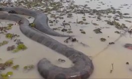 Anaconda vista en la frontera de Colombia y Ecuador