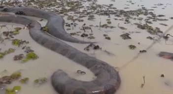 Anaconda vista en la frontera de Colombia y Ecuador